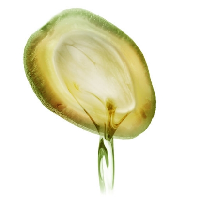 Picture of Garnier Fructis Sleek & Shine Anti-frizz Serum 150ml