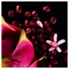 Picture of Black Opium Neon Eau De Parfum 75Ml