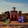 Picture of Polo Red Parfum 75ml